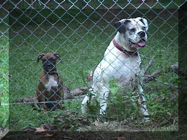 pluto.jpg (46273 bytes)