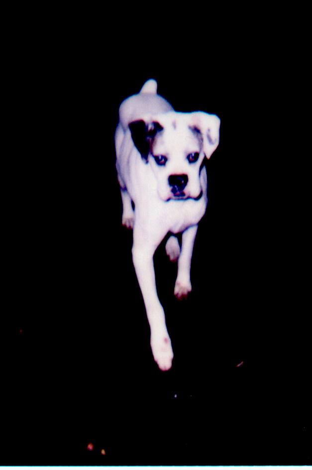 pluto1.jpg (22819 bytes)