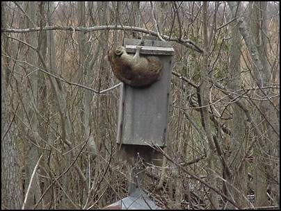 Why you need to isolate the boxes from overhanging branches!