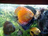 Multiple Discus Feeding Mark Nilsen Email: Alanal@nilsen.com.au