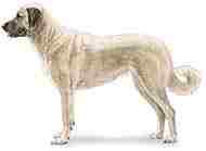  Anatolian Shepherd Dog