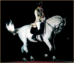 19_lipizzan_new.jpg