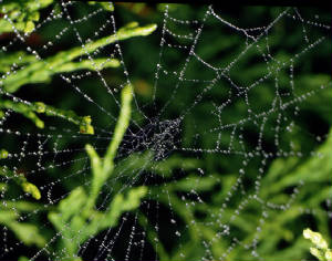 spider web covered with dew