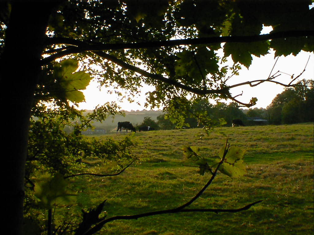 view of summer meadow from forest, grazing cows