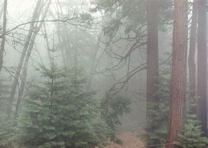 misty forest