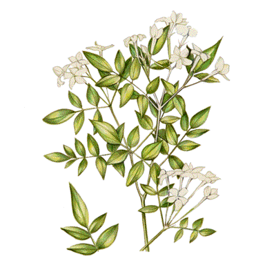 Common White Jasmine