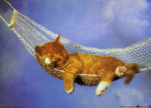 catinhammock.jpg