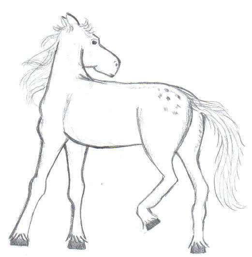 horse1.jpg