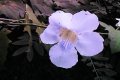 Blue Sky Flower
