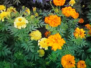 Mixed Marigold