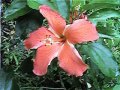 Red Hybrid Hibiscus