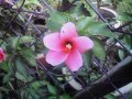 Small Pink Hibiscus
