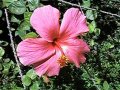 Red Centered Pink Hibiscus