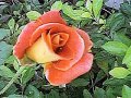 Scented Orange Rose
