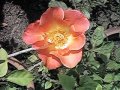 Orange Single Layer Rose