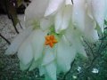 White Mussaenda