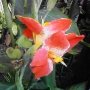 Oriental Red Canna
