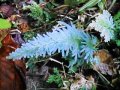 Blue fern