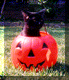 Kitty_In_Pumpkin.gif (43645 bytes)