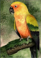 Polly Wolly Parrot