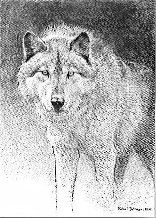 graywolf_2-drawing.jpg