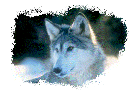 Grey Wolf Sytems and Web Design Logo