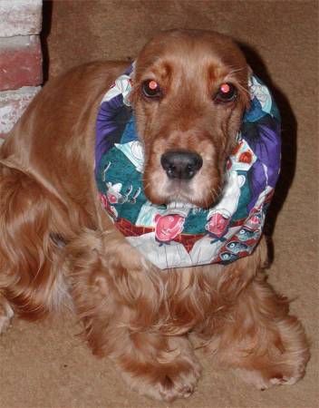 Murphy with Snood