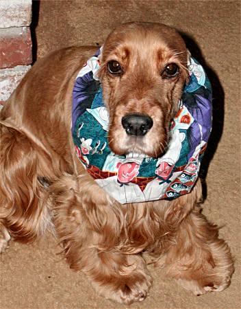 Murphy with snood corrected