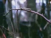 "The Pod" video still of winter woods