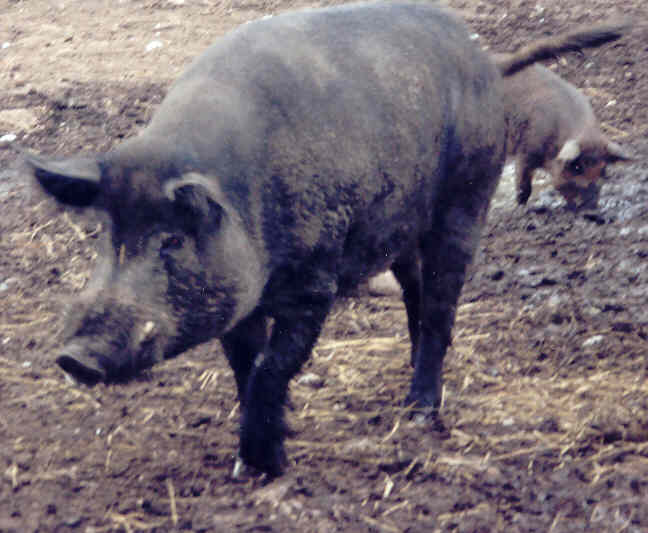 Scottish Wild boars were famous for their size and ferocity even in Roman days.  This fellow weighs 400 pounds+ and would not hesitate to charge anything to protect his family.