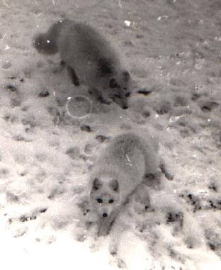 Two Arctic foxes begging for handouts