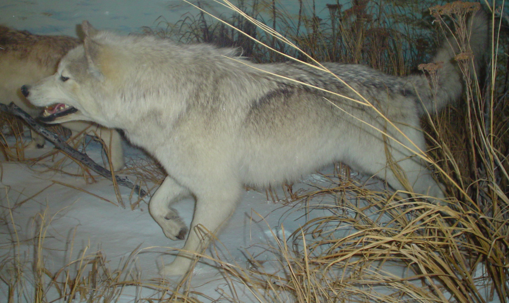 A Grey wolf in Wood Buffalo National Park