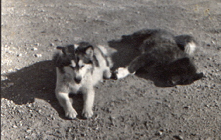 Two Dogs basking in summer heat