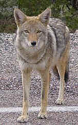 An Arizona Coyote (Canizs latrans latrans)