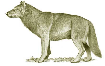 Dire Wolf