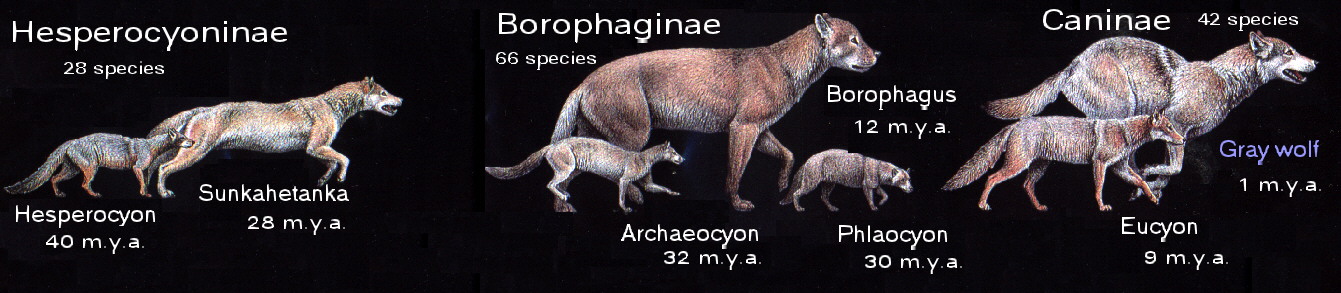 Paths of Evolution of the Canids