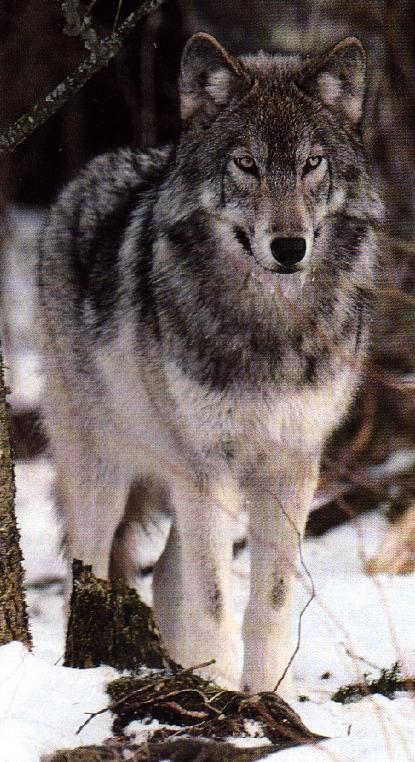 Canadian Grey Wolf or Timber Wolf  (Canis Lupus)