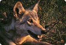 The Indian wolf may represent a distinct species besides the grey wolf