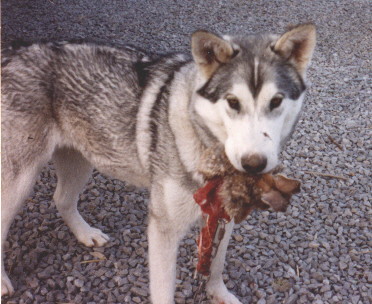 Siberian Husky/Wolf hybrid