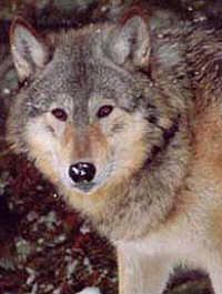 Another brush wolf (Canis lycaon) in winter coat.