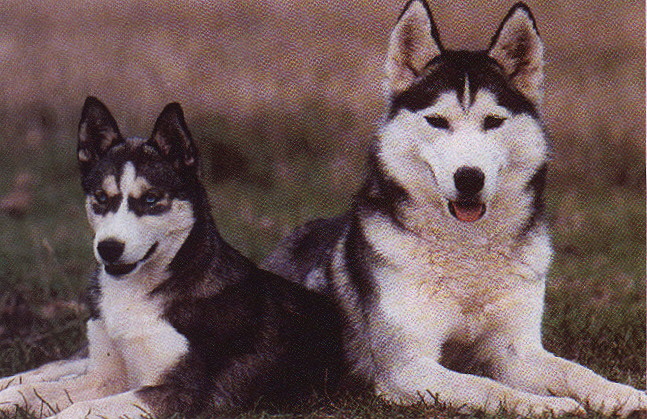 Although most Siberians do not have blue eyes, the gene is common to the breed. 