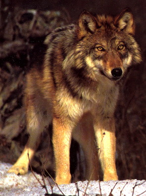 A Red Wolf in Ontario's Algonquin Provincial Park.  There are now numerous instances of hybrid Grey/Red wolves that are designated as Canis Lupus Lycaon. 