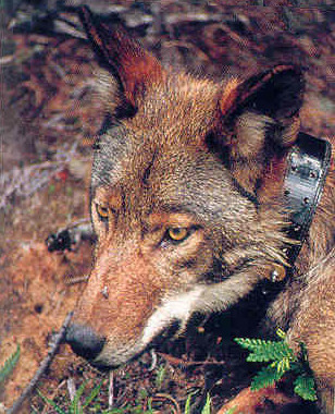 A northern red wolf in summer coat with a radio collar.