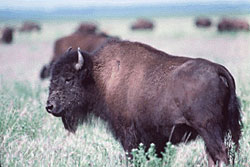 Wood Bison standing in Wood Buffalo National Park of Canada