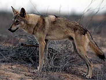 Arab Wolf