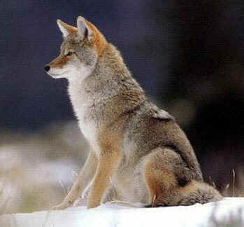 Northern Coyote (Canis latrans incolatus)