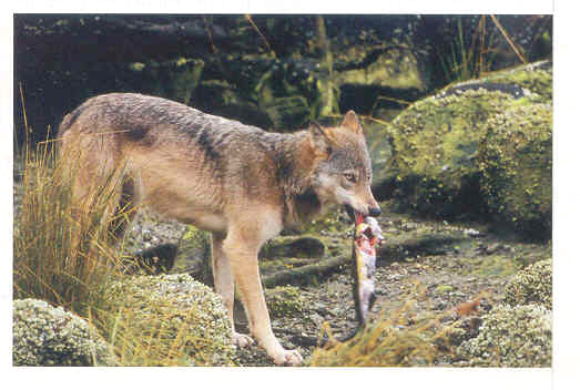 A Coastal Red wolf gorging on salmon.  They have learned the heads are the most nutritious, so they discard the rest of the fish.