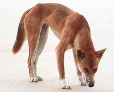 australian dingo