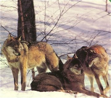 European Wolfpack in winter coats