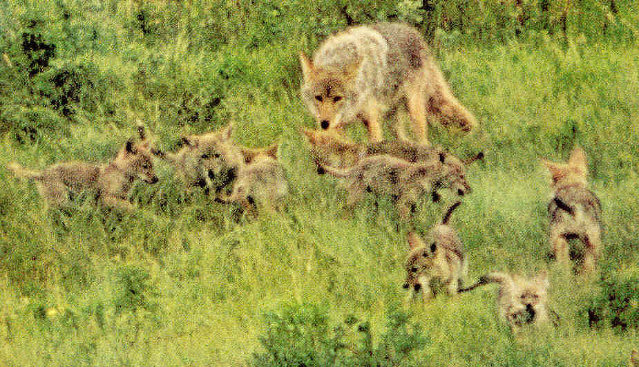 Coyotes are devoted mothers.  There were nine pups in this litter.